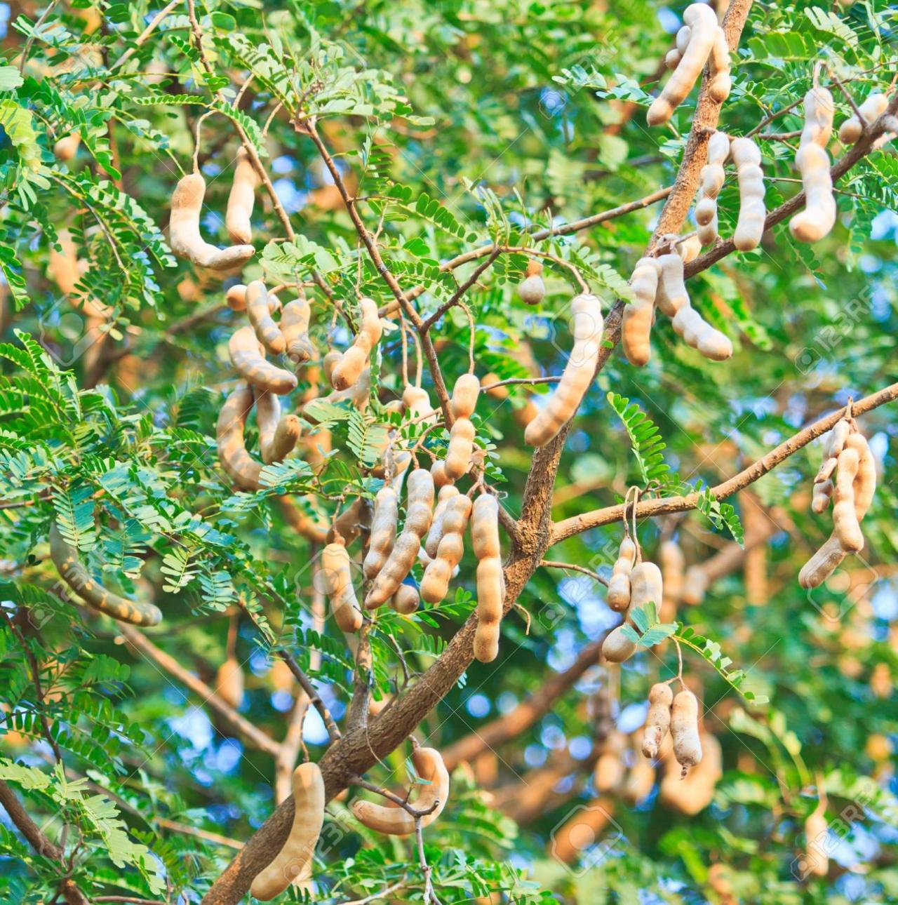 Seeds of Tamarindus Indica,Indian tamerint,Tamarind Tree Seeds