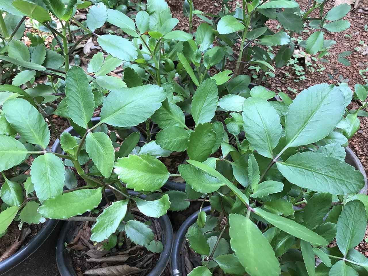 Bryophyllum Pinnatum Miracle Leaf Katakataka Life Plant Pashan Bheda Patharchur Air Plant Kalanchole On Luulla