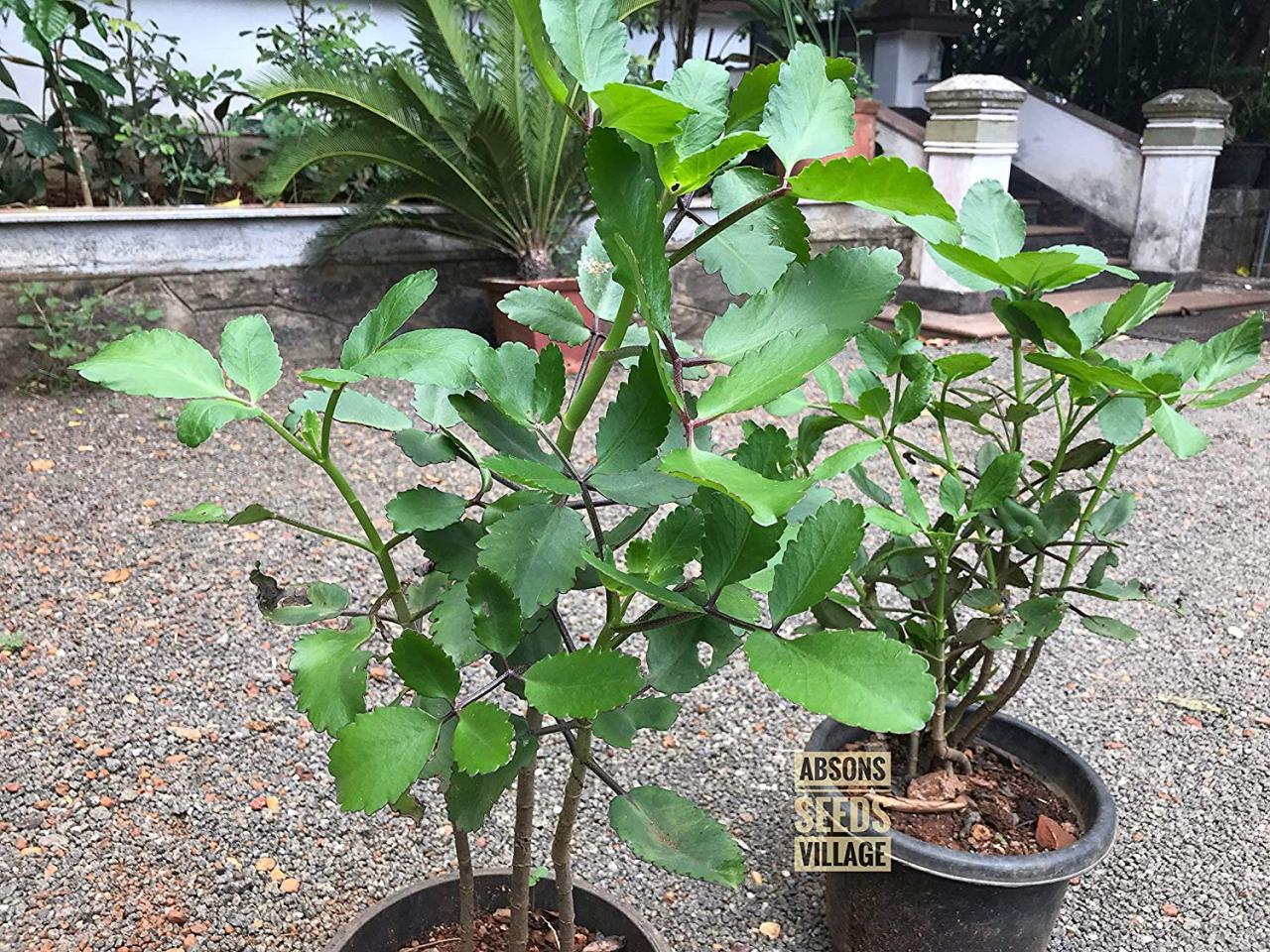 Bryophyllum Pinnatum Miracle Leaf Katakataka Life Plant Pashan Bheda Patharchur Air Plant Kalanchole On Luulla