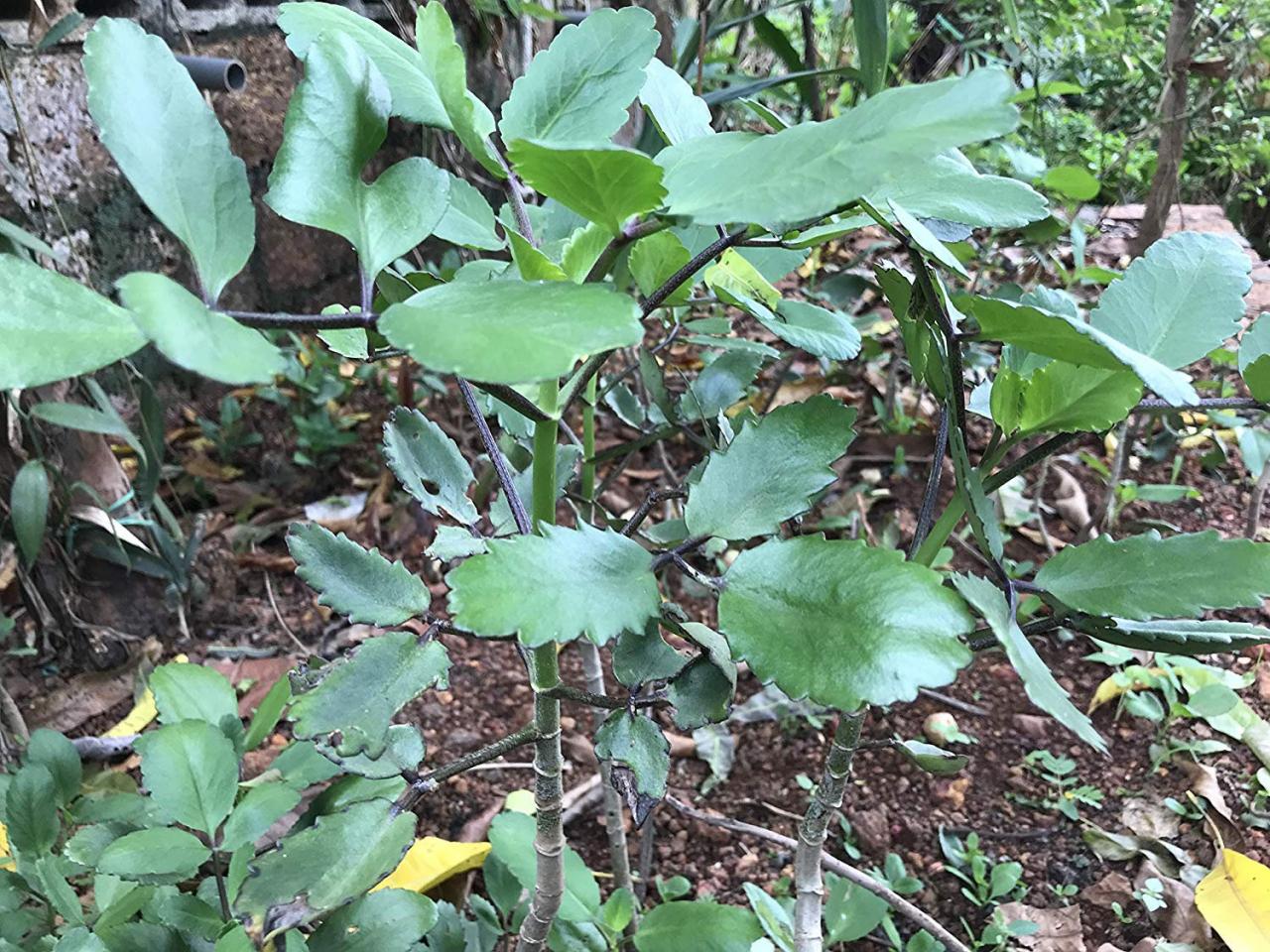 Bryophyllum Pinnatum Miracle Leaf Katakataka Life Plant Pashan Bheda Patharchur Air Plant Kalanchole On Luulla