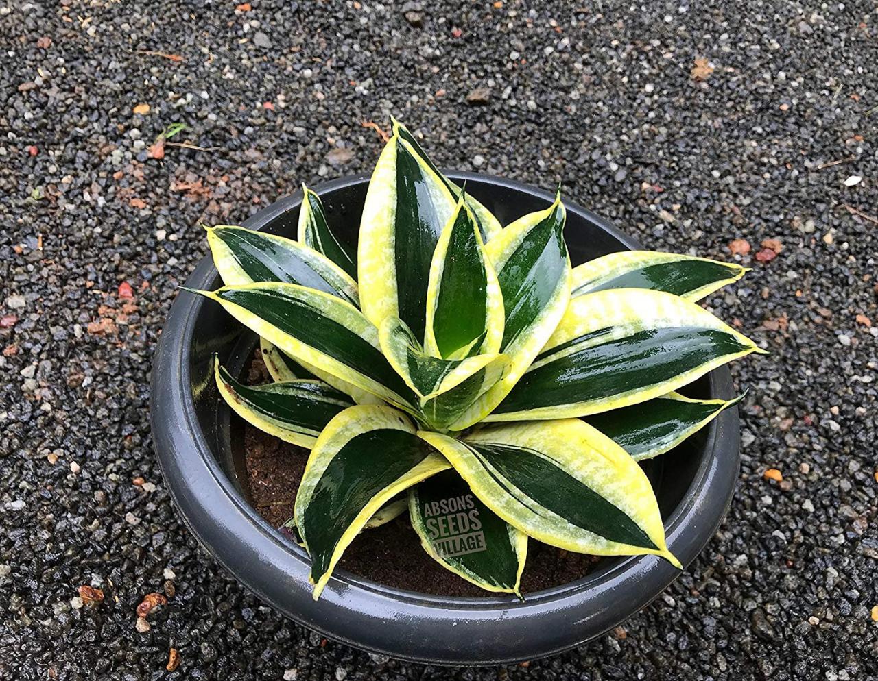 Rare Sansevieria Jade Dwarf Good Luck Plant With Dark ...