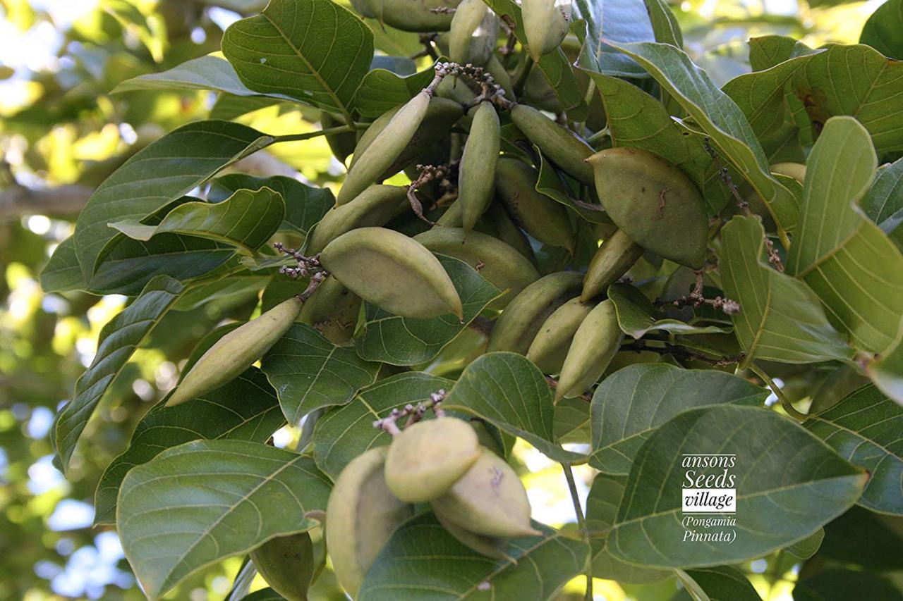 Pongamia Pinnata,millettia Pinnata, Pongam Tree, Indian Beech Tree