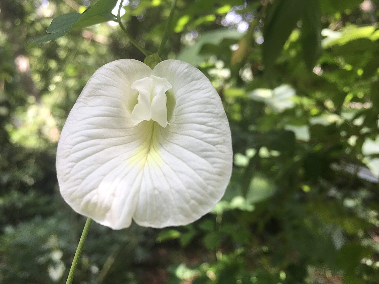 White Clitoria Ternatea Butterfly Pea Seed Medicinal Herbal