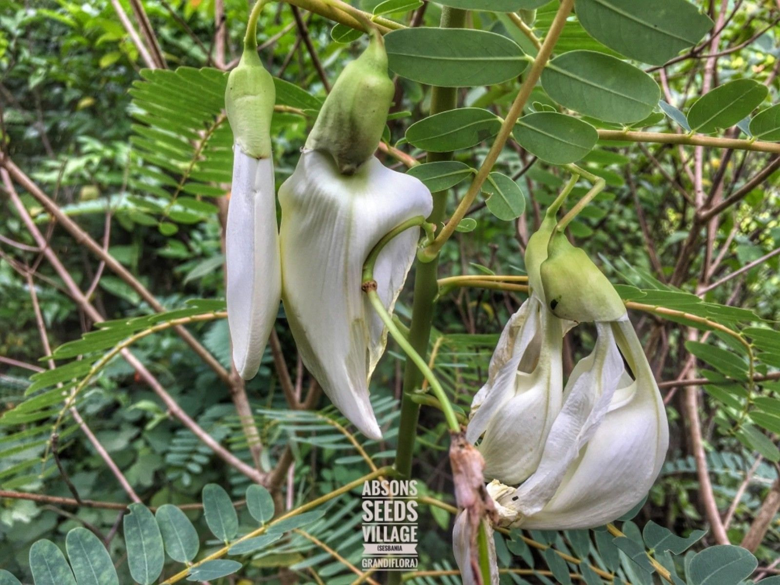 White Sesbania Grandiflora Aeschynomene Agati Hummingbird 30 Hand ...