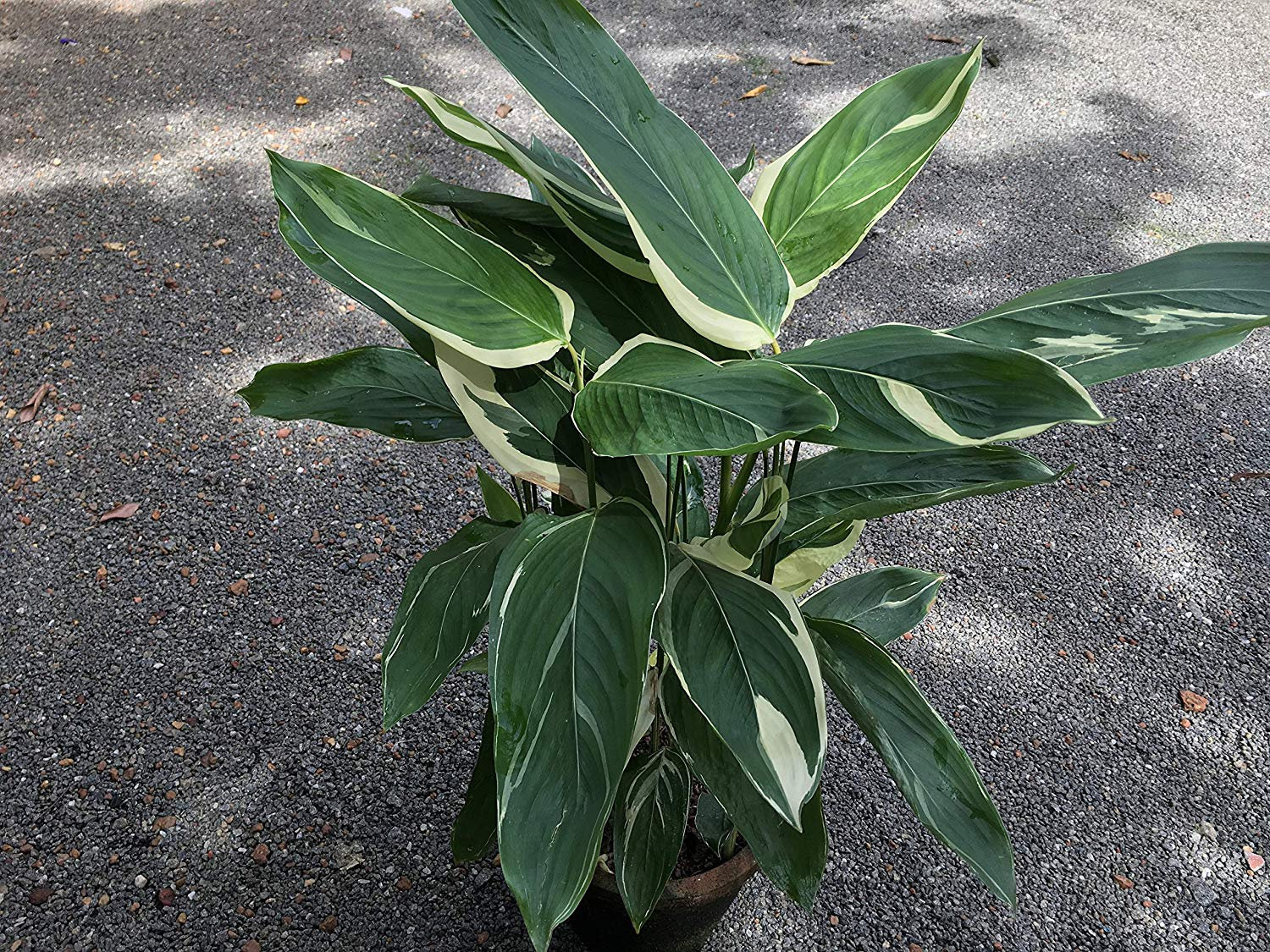 Maranta Arundinacea With Mesmerising Foliage Arrowroot 2 Fresh Seed ...