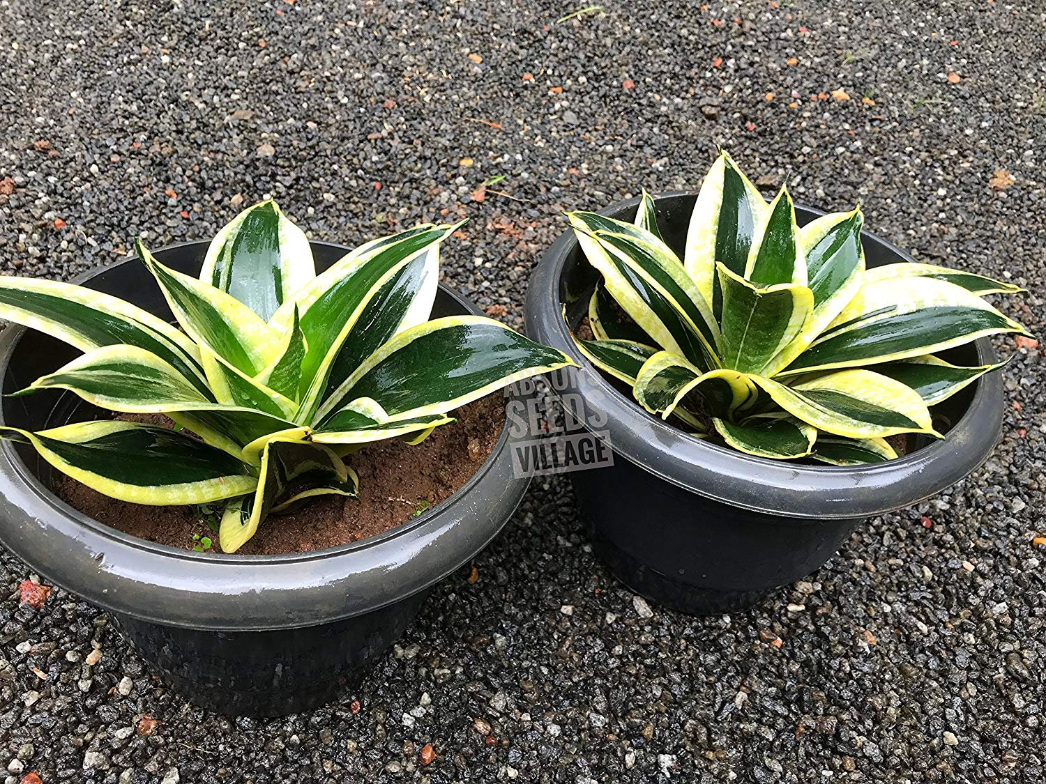 Rare Sansevieria Jade Dwarf Good Luck Plant With Dark ...